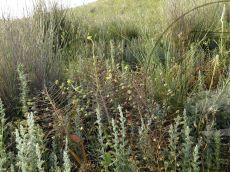 Bellevalia-speciosa_популяция